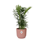 Detailfoto van Chamaedorea Elegans in ELHO Vibes Fold 14cm roze