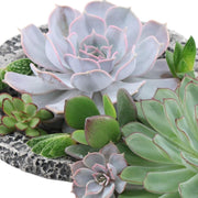 Rootless Echeveria mini mix - kweekdoos