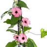 4x Thunbergia alata Sunny Susy Rose Sensation