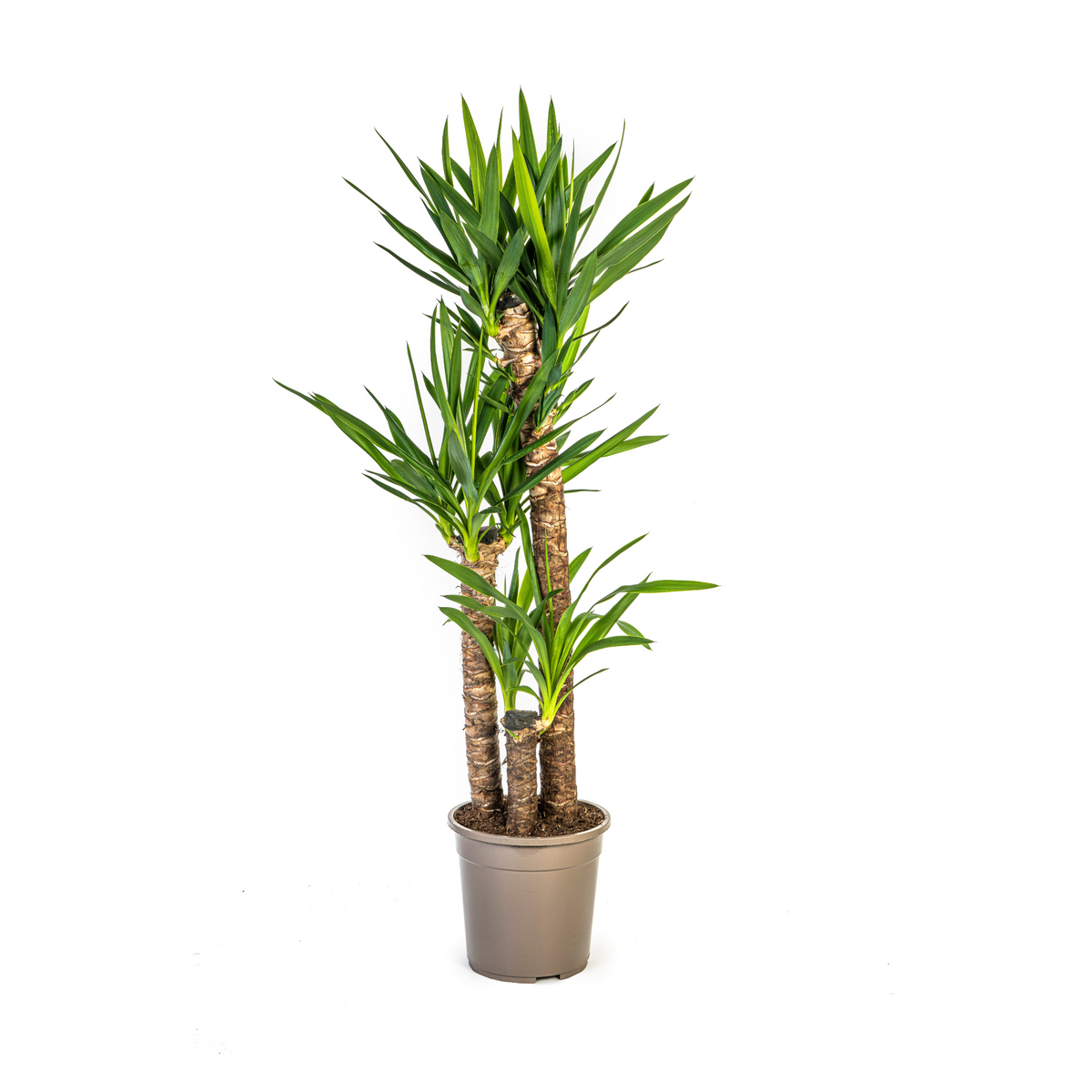 Yucca Elephantipes, plant in pot