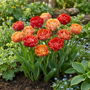 Gevulde tulp &