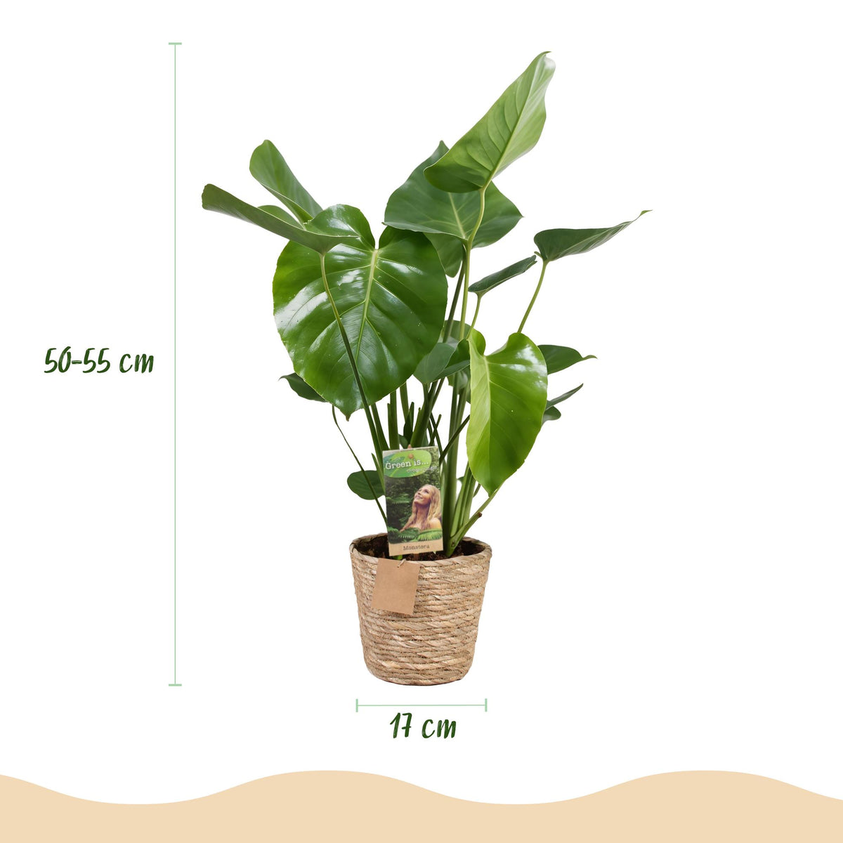Monstera Deliciosa met mand, 50-55 cm hoog, groene bladeren
