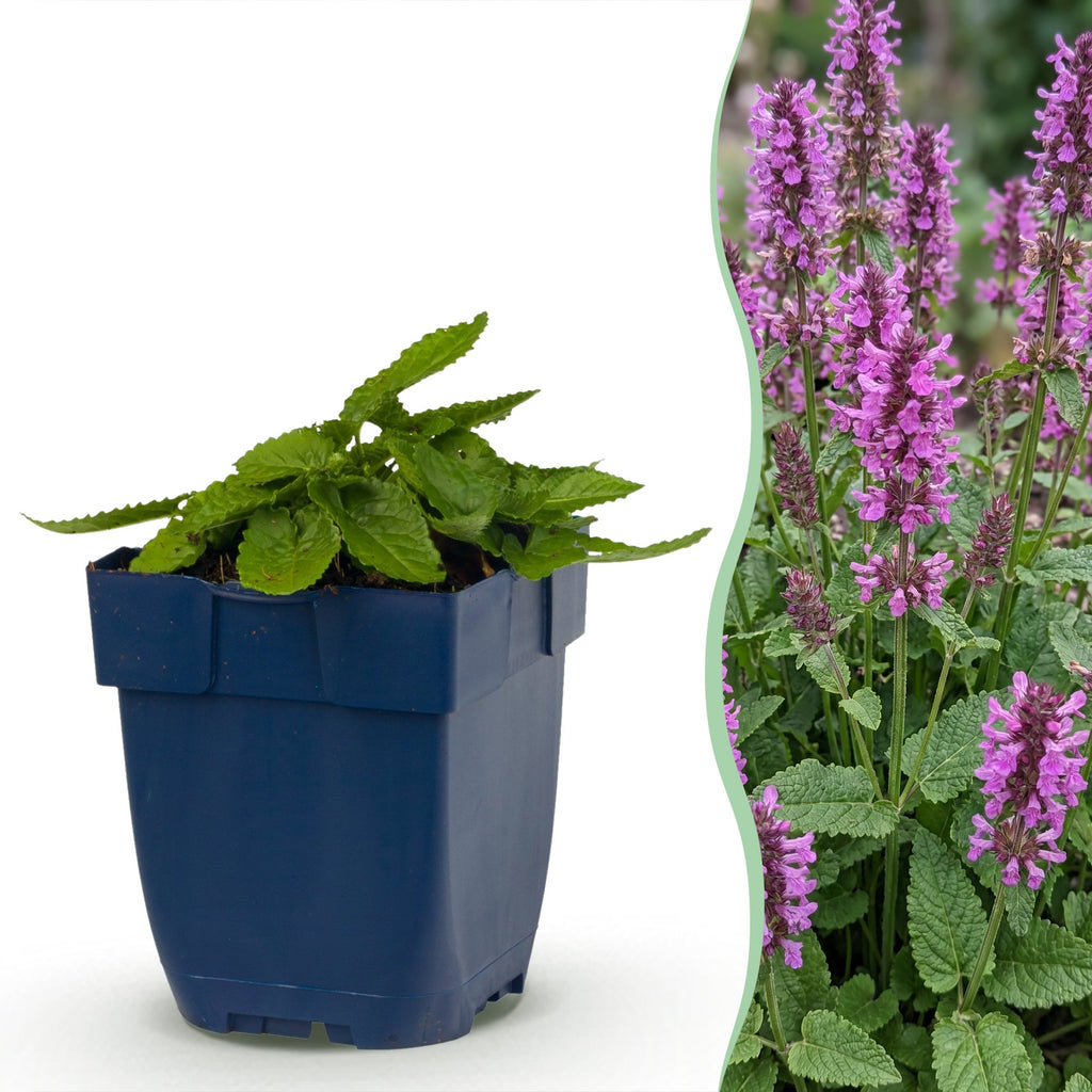 Stachys mon. Hummelo - Ezeloor - Paars, kenmerkend blad