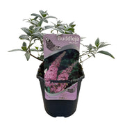 Buddleja davidii Pink Delight