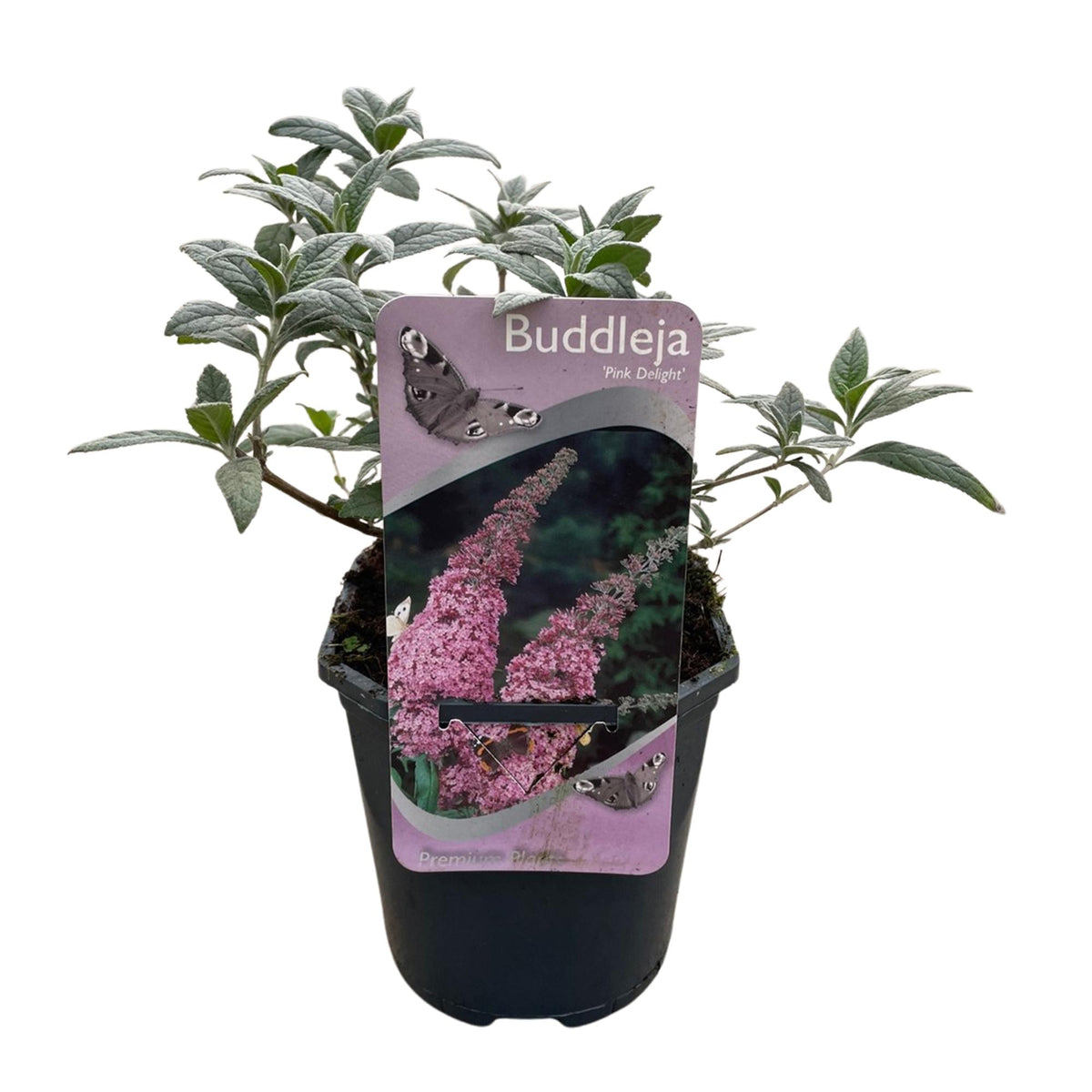 Buddleja davidii Pink Delight, groeiwijze van de plant