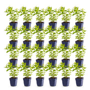 24x Nepeta sib. Wild Orchid - Kattenkruid
