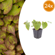 Epimedium perralc. &
