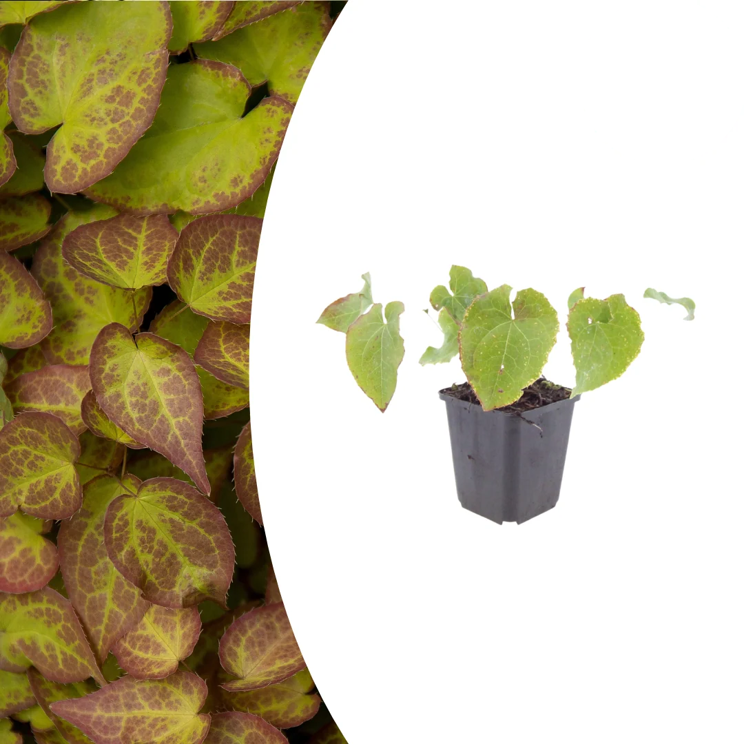 Epimedium perralc. 'Frohnleiten', kenmerkend blad
