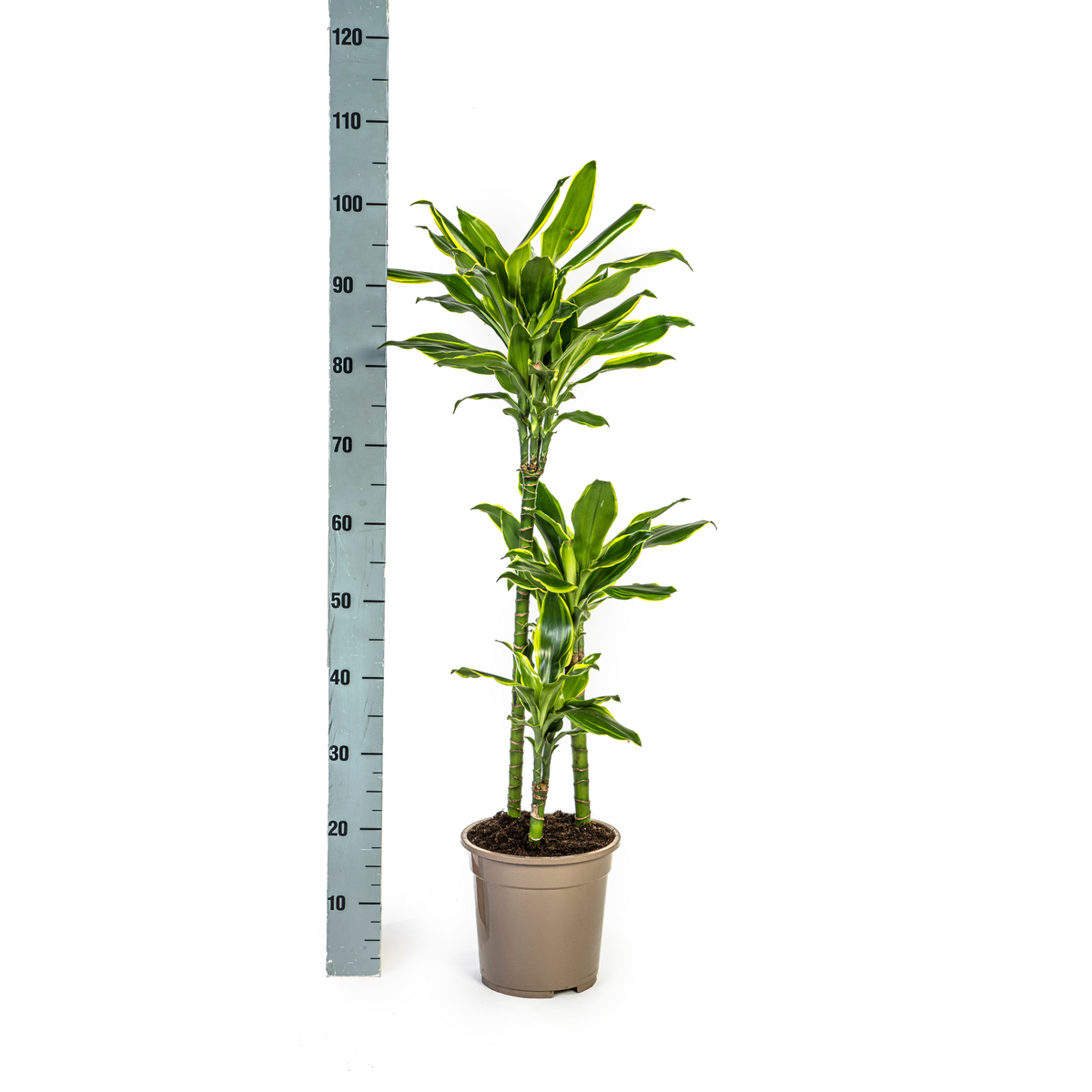 Dracaena Fragrans Golden Coast, detail van het blad