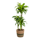 Dracaena Deremensis Dorado met mand, plant in pot