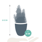 Detailfoto van Cactus en vetplanten mix | 15 stuks - in witte pot