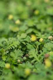 Leptinella squalida