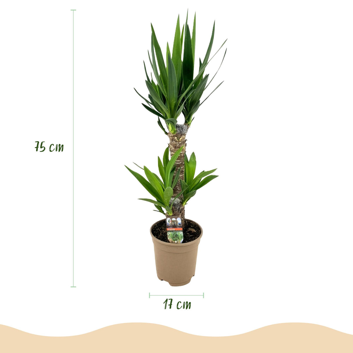 Yucca elephantipes, 75 cm hoog, sterke plant