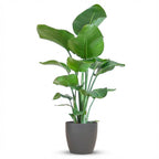 Strelitzia Nicolai met grijze pot, detail van het blad