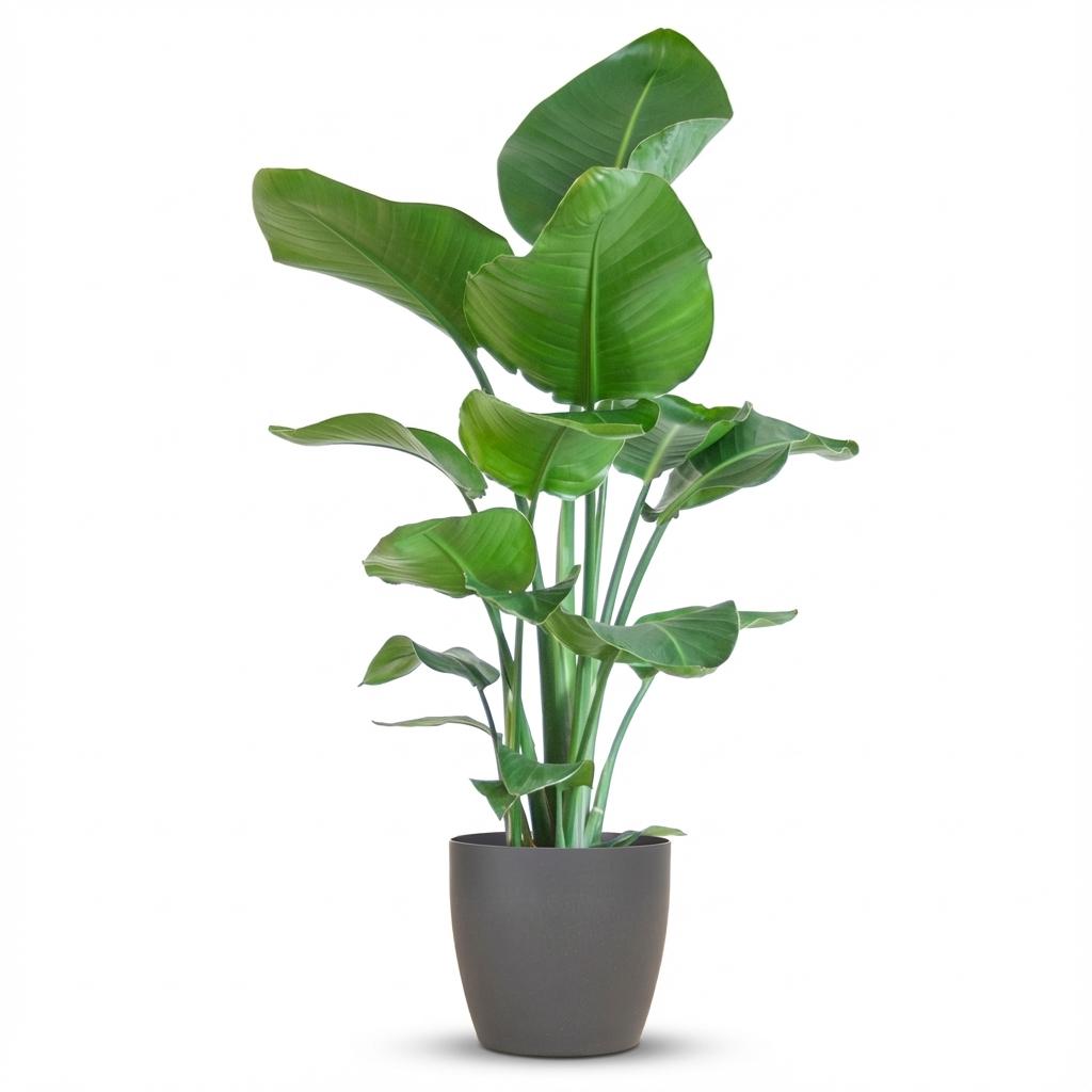 Strelitzia Nicolai met grijze pot, detail van het blad