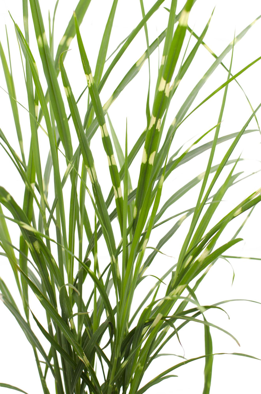 Detailfoto van Miscanthus sinensis Strictus