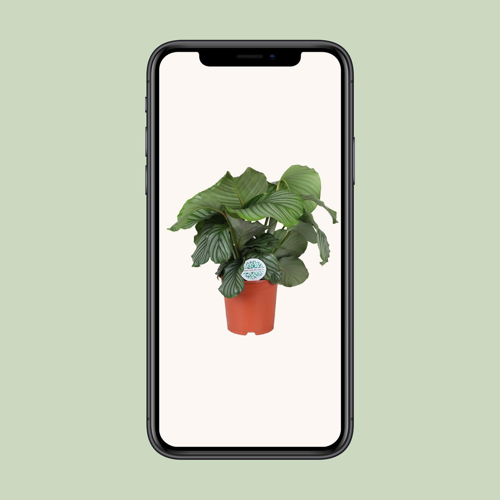 Calathea Orbifolia, groene bladeren