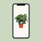 Calathea Orbifolia, groene bladeren