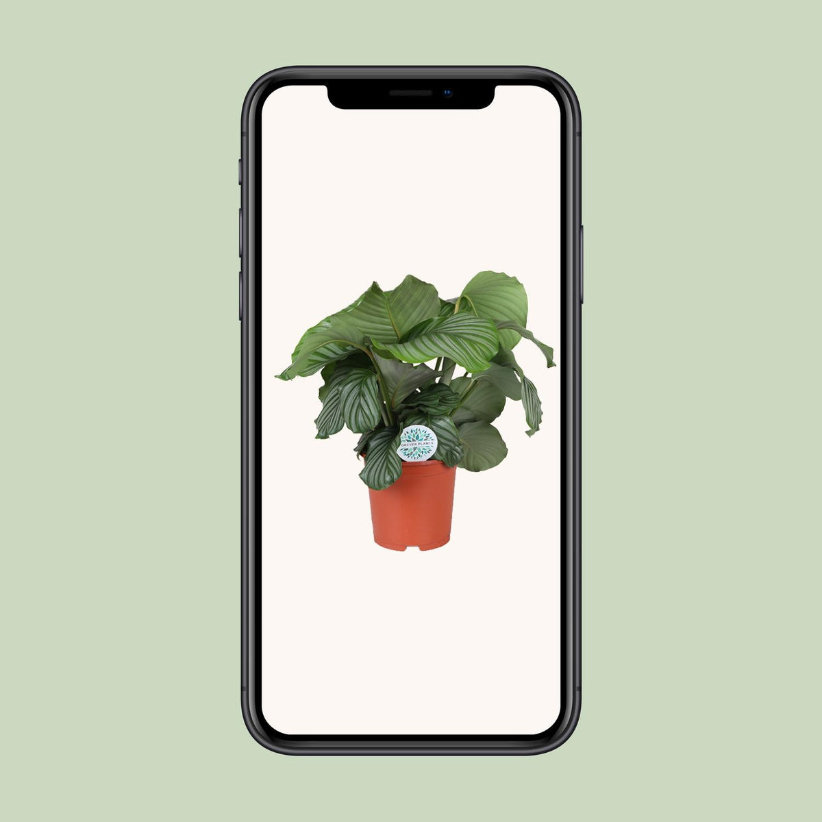 Calathea Orbifolia, groene bladeren