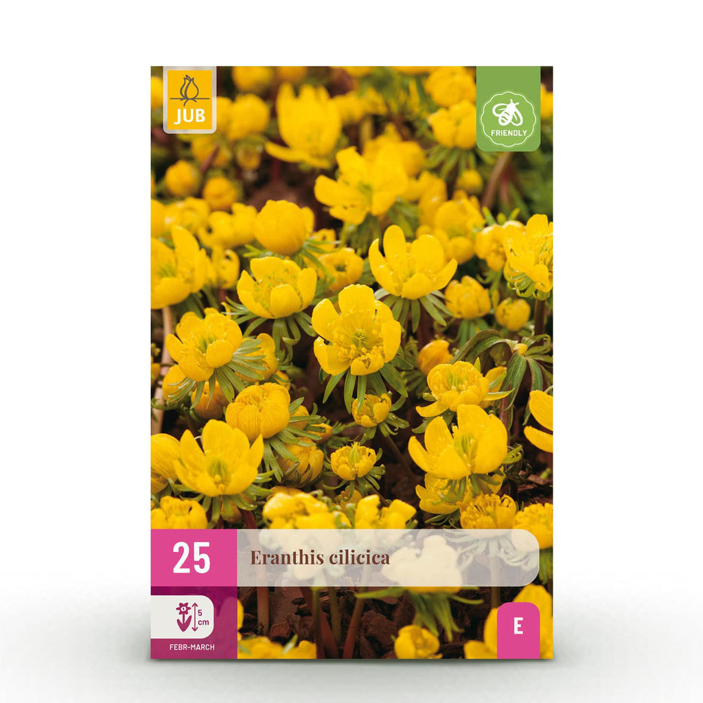 Eranthis Cilicica, kenmerkend blad