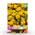 Eranthis Cilicica, kenmerkend blad