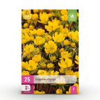 Eranthis Cilicica, kenmerkend blad