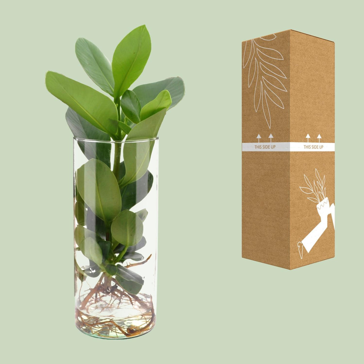 Detailfoto van Clusia In Cylinder Glas