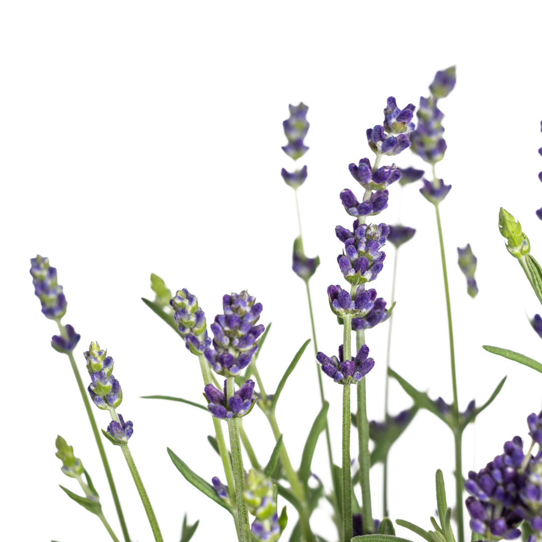 8x Lavandula Angustifolia, kenmerkend blad
