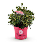 Rhododendron Bloombux Magenta, sterke plant