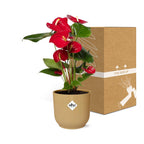 Detailfoto van Anthurium Red 12cm in ELHO Vibes Fold 14cm geel