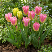 Tulp &