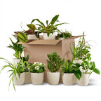 Kneusjesbox (12 stuks) incl. 12 witte potten, detail van het blad