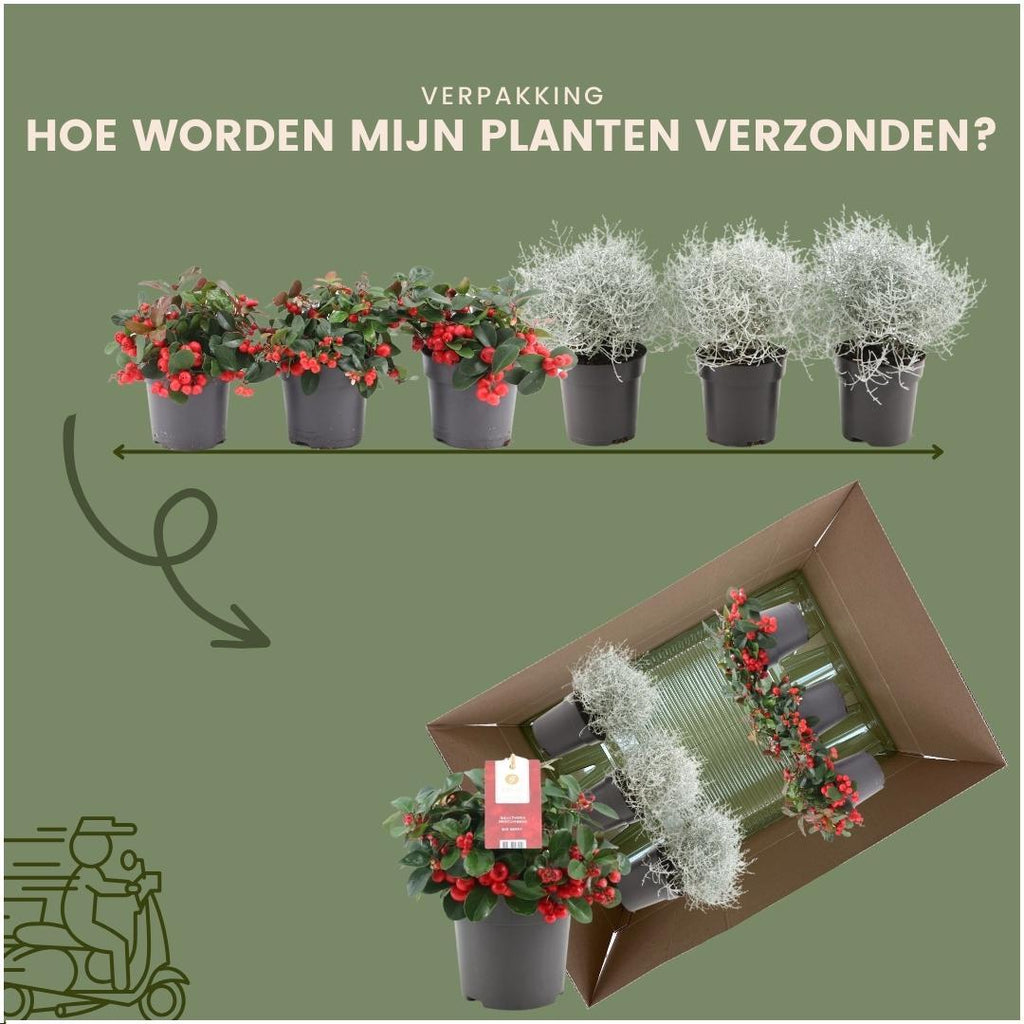 Productafbeelding van Pureplant