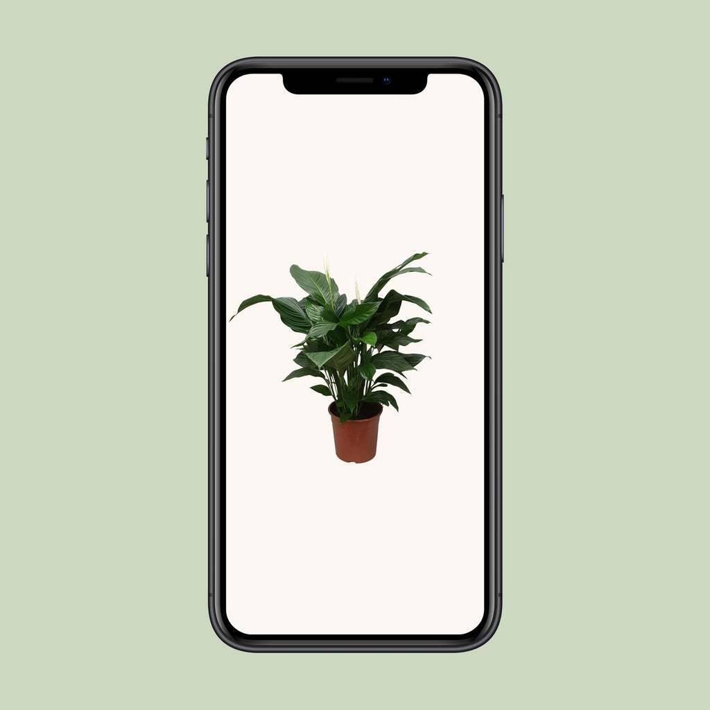 Detailfoto van Spathiphyllum Sweet Silvana