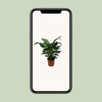 Detailfoto van Spathiphyllum Sweet Silvana