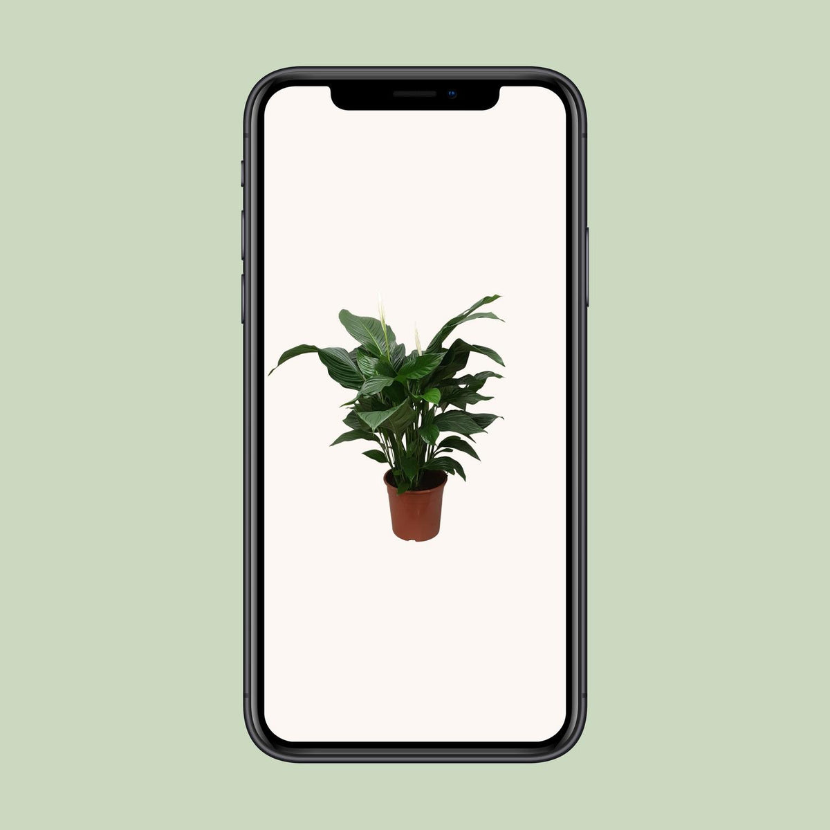 Detailfoto van Spathiphyllum Sweet Silvana