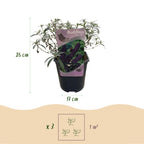 Buddleja davidii Black Night, kenmerkend blad