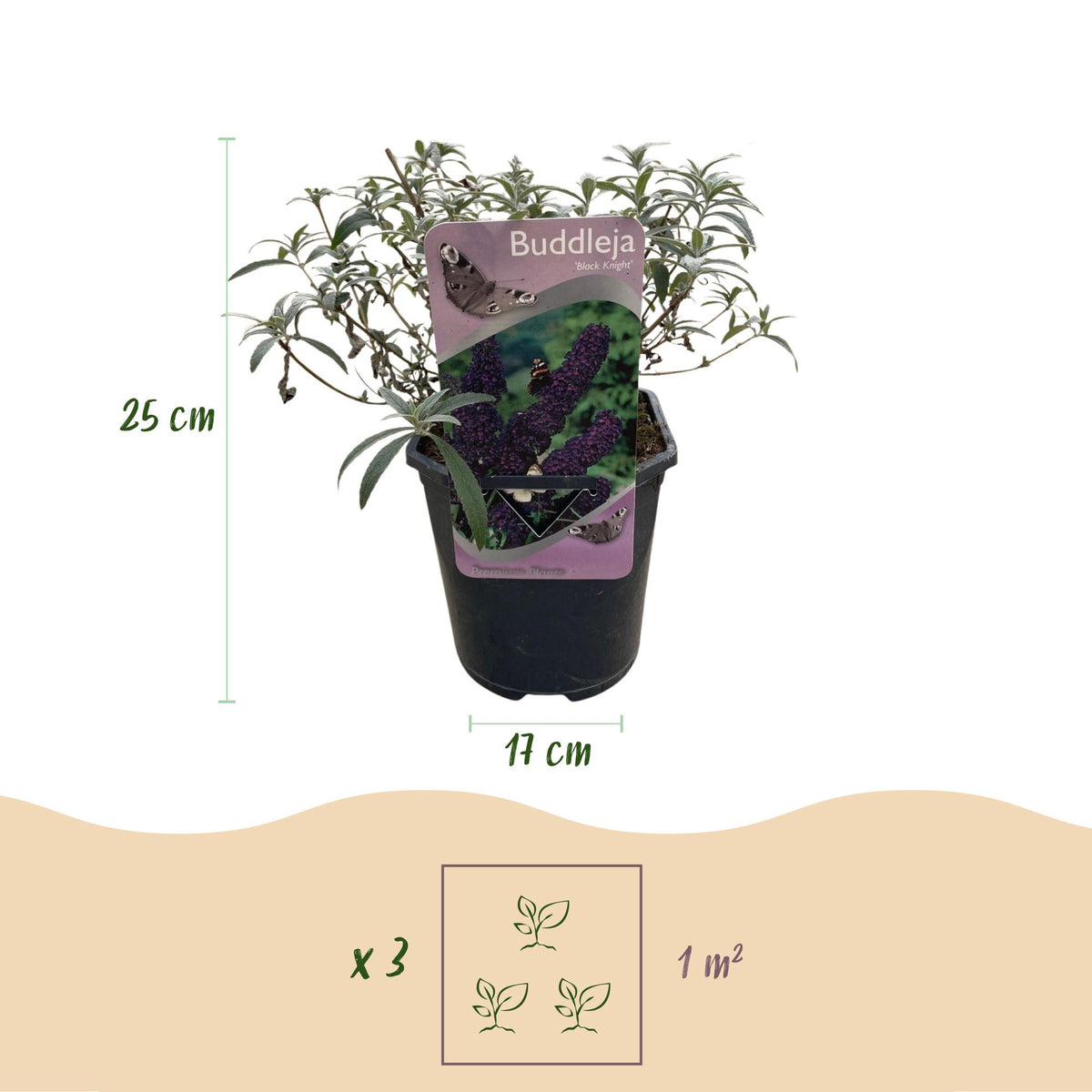Buddleja davidii Black Night, kenmerkend blad