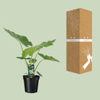 Detailfoto van Alocasia Macrorrhiza