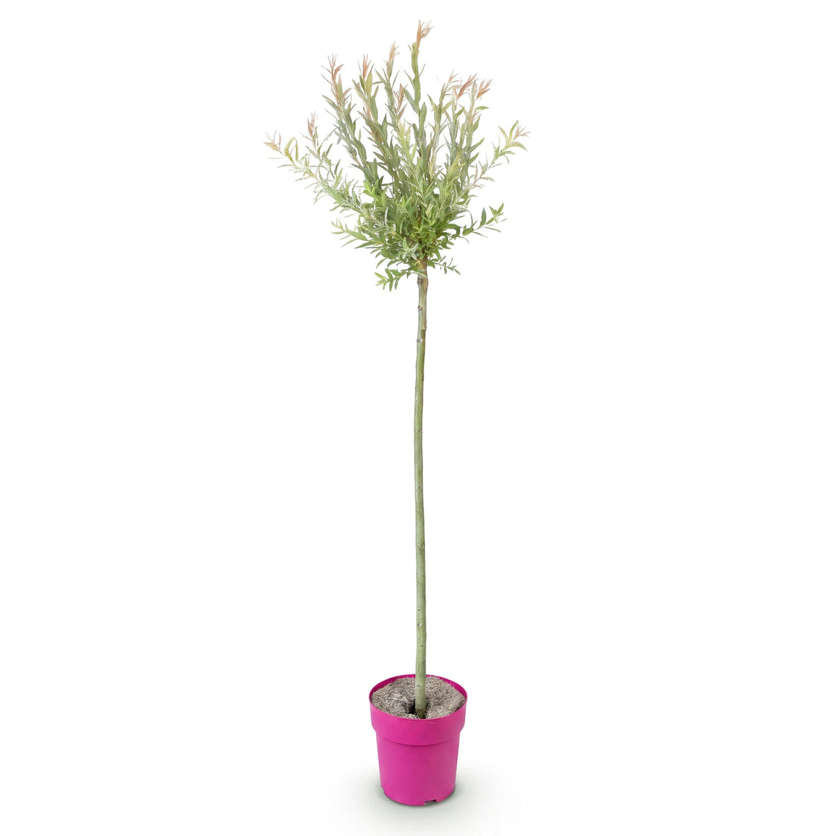 Salix Flamingo, bonte wilg met roze uitloop, detail van het blad