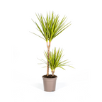 Dracaena Marginata Sunray, plant in pot