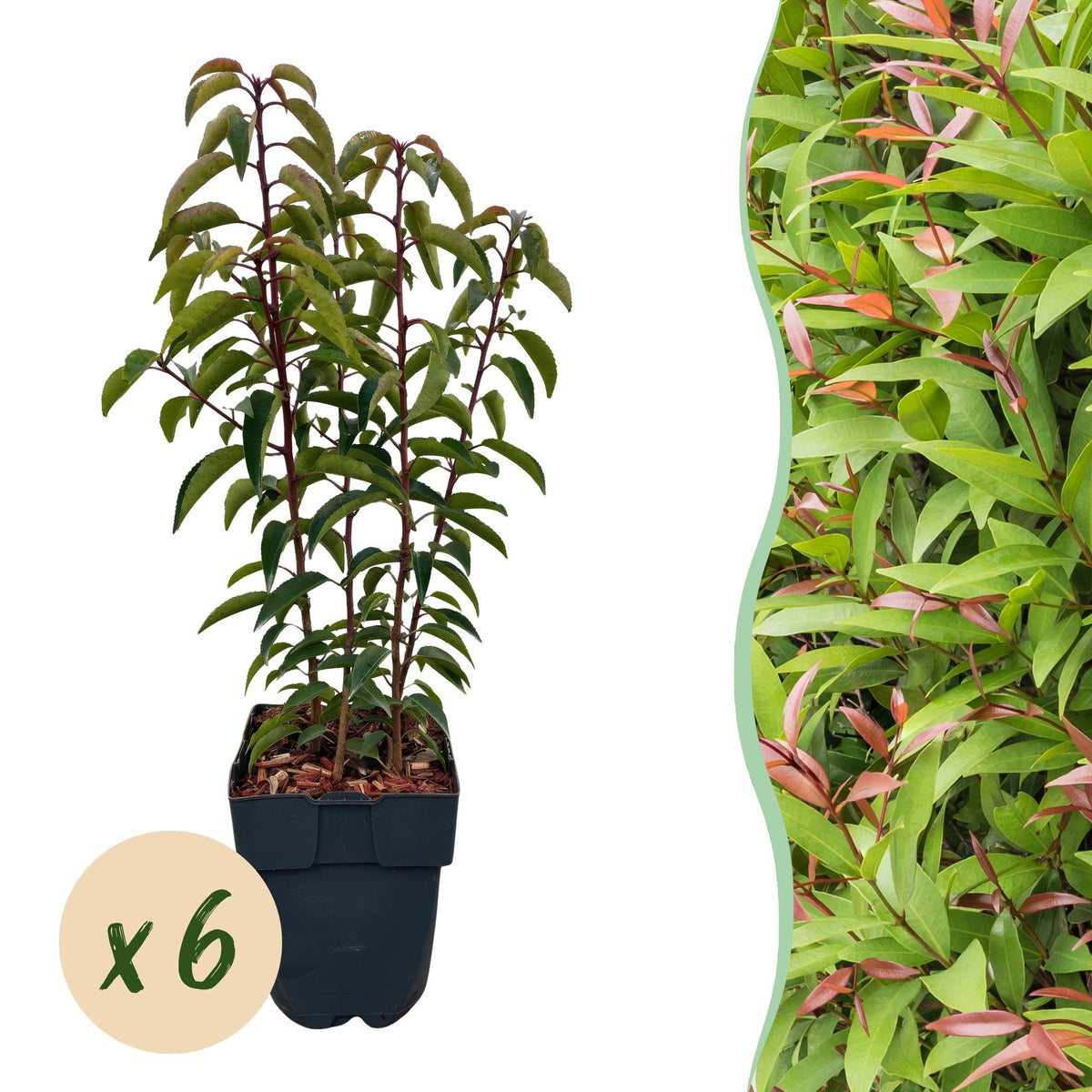 6x Prunus lusitanica Angustifolia, plant in pot
