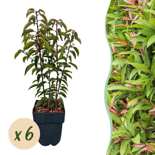6x Prunus lusitanica Angustifolia, plant in pot