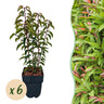 6x Prunus lusitanica Angustifolia