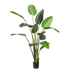Kunstplant - Strelitzia Nicolai - Paradijsvogelbloem, groeiwijze van de plant