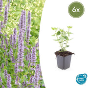 Agastache &