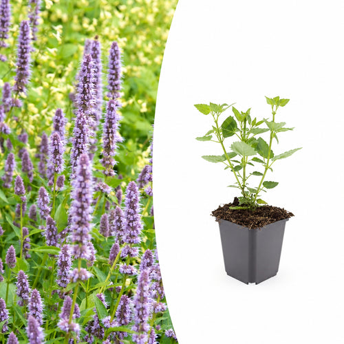 Agastache 'Blue Fortune', plant in pot
