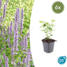 Agastache 'Blue Fortune'
