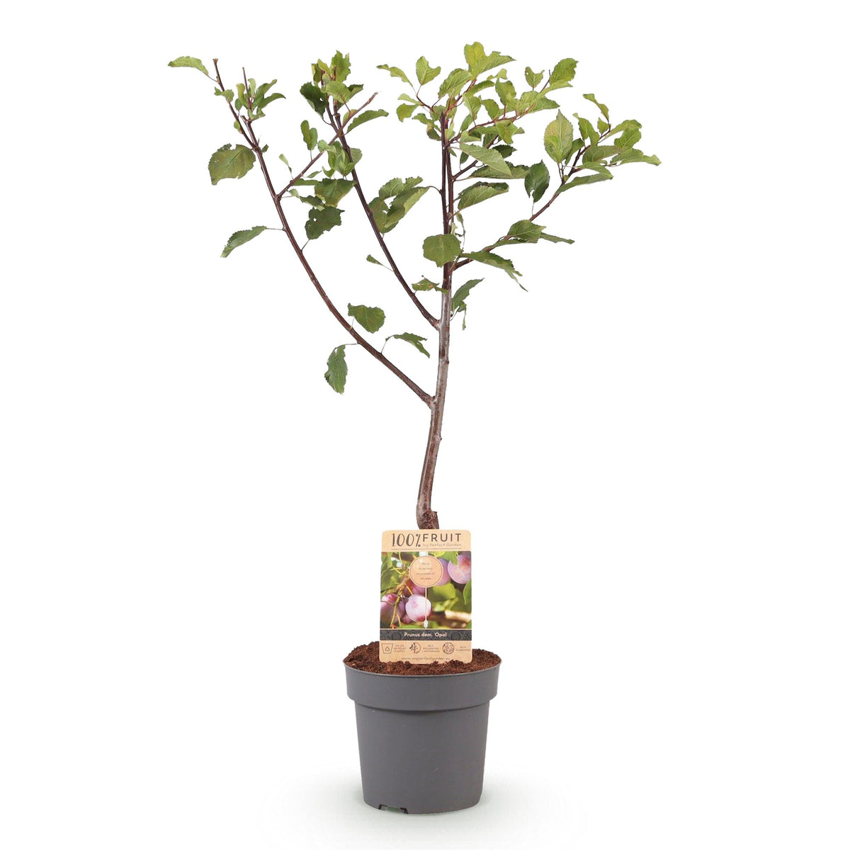 Prunus domestica Opal, kenmerkend blad