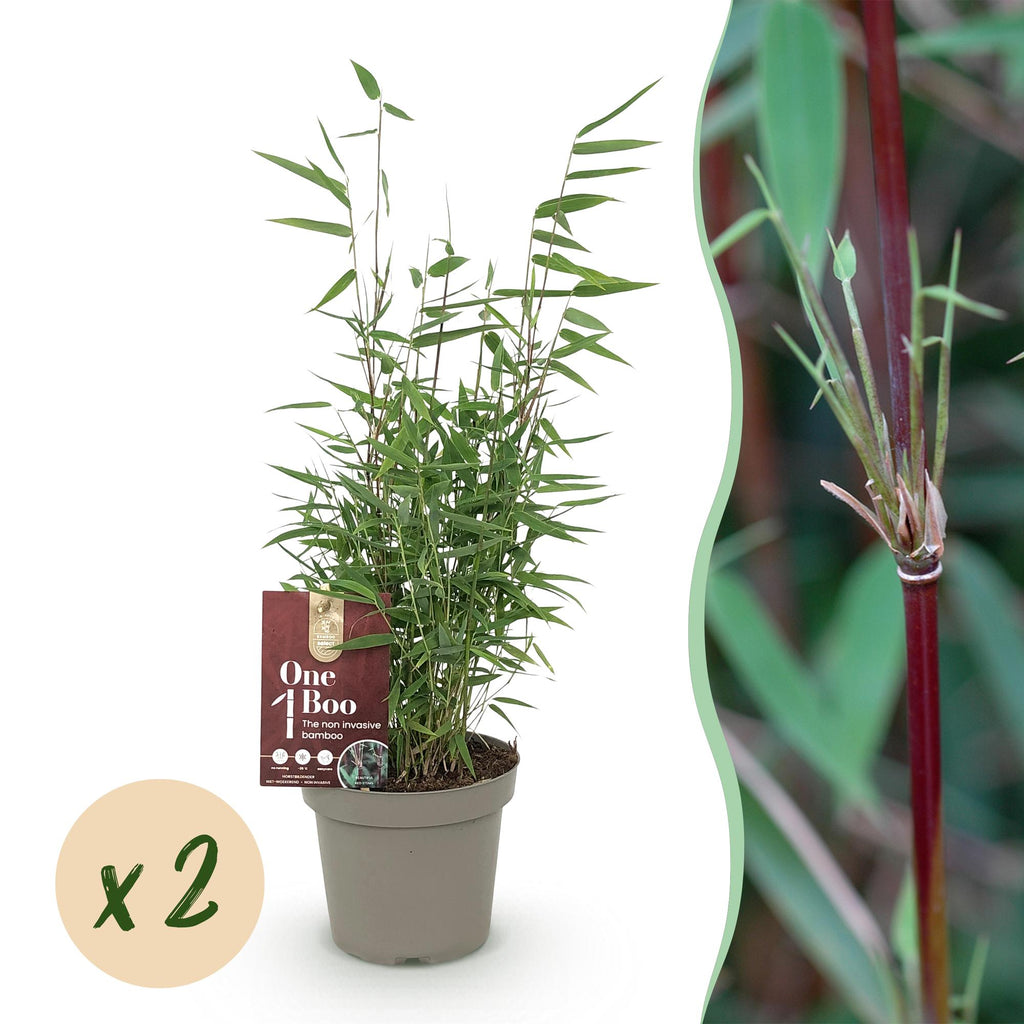 Fargesia nitida Red Dragon, bladhoudende bamboe voor de tuin, plant in pot